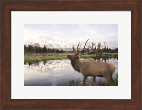 Framed Bull Elk in Tetons Print