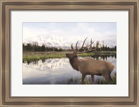 Framed Bull Elk in Tetons Print