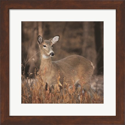 Framed Whitetail Deer Print