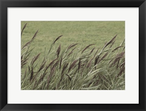 Framed Wispy Grass Print