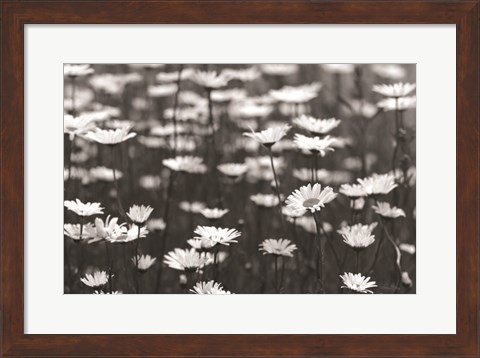 Framed Daisy Dreams Print