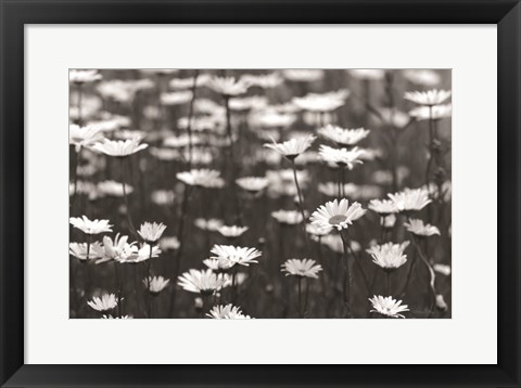 Framed Daisy Dreams Print