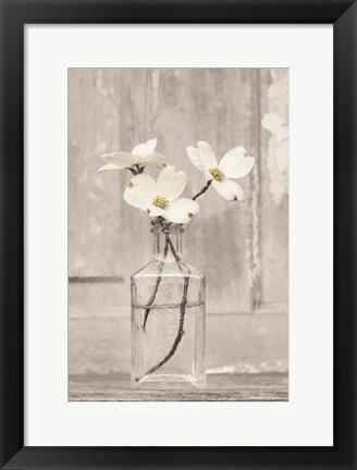 Framed Dogwood Blossoms Print