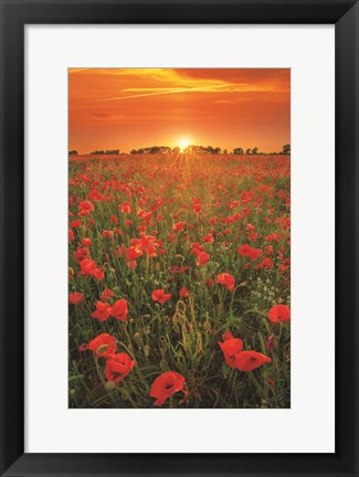 Framed Poppies at Sunset Print