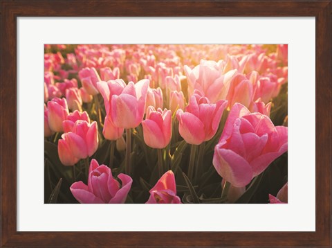 Framed Pink Ones Print