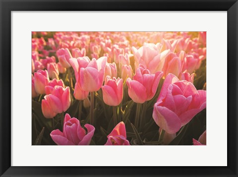 Framed Pink Ones Print