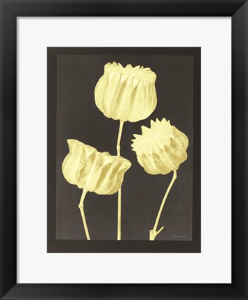 Framed Forms in Nature 1 Print