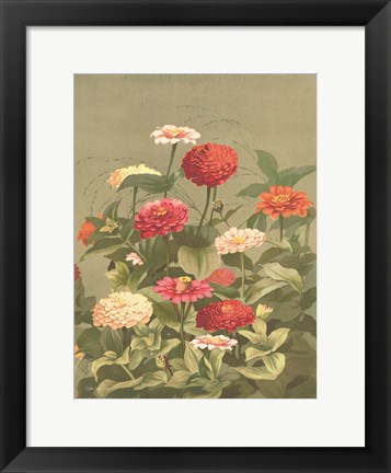 Framed Antique Botanical Collection 1 Print