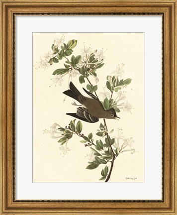 Framed Vintage Bird 1 Print