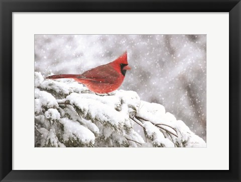 Framed Winter Cardinal Print