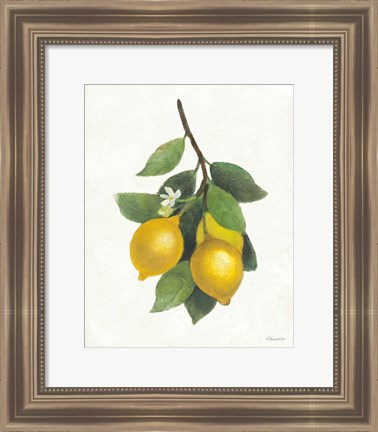 Framed Lemon Branch III Print