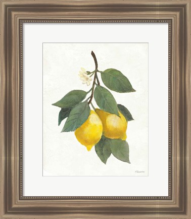 Framed Lemon Branch II Print