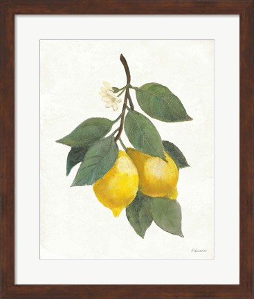 Framed Lemon Branch II Print