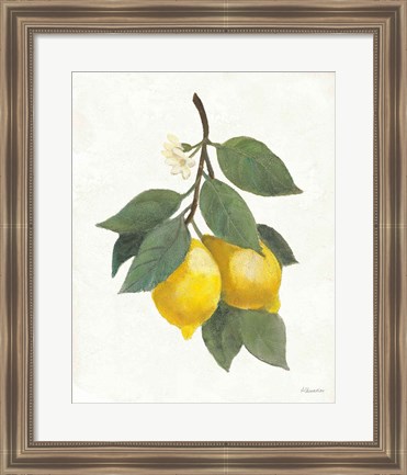 Framed Lemon Branch II Print