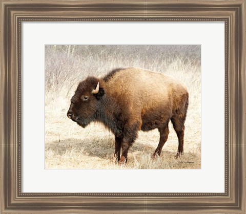 Framed American Bison III Print