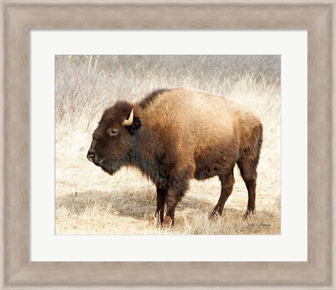 Framed American Bison III Print