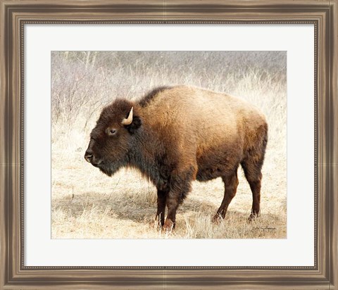 Framed American Bison III Print