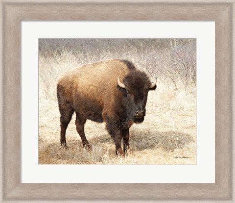 Framed American Bison II Print