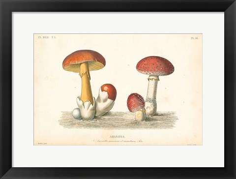 Framed French Mushrooms I Print