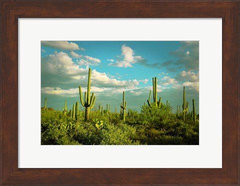 Framed Saguaros No. 2 Print