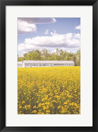 Framed Field of Yellow I Print