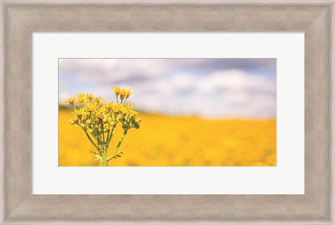 Framed Field of Yellow II Print