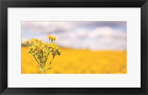 Framed Field of Yellow II Print