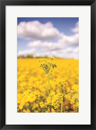 Framed Field of Yellow III Print