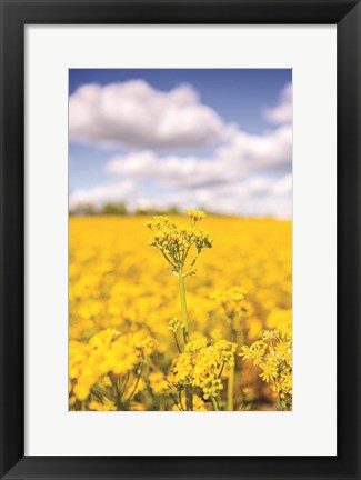 Framed Field of Yellow III Print