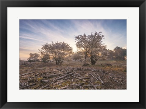 Framed Spring Bushes at Sunrise Print