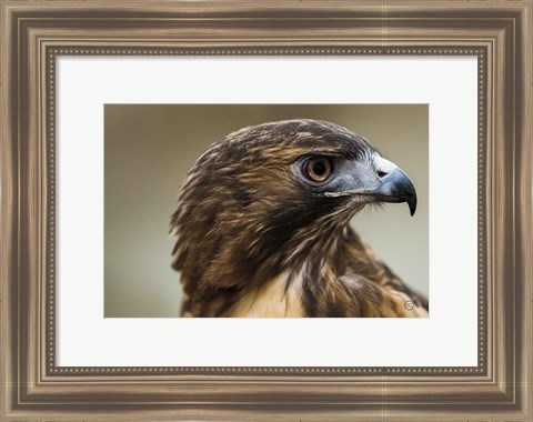 Framed Red Tailed Hawk Profile Print