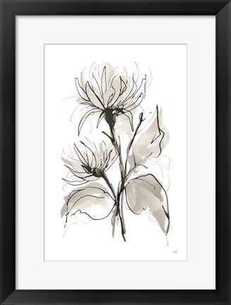 Framed Chrysanthemum II Print