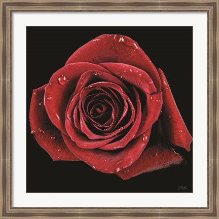 Framed Broken Heart Rose Print