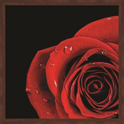 Framed Pop of Red Rose Print