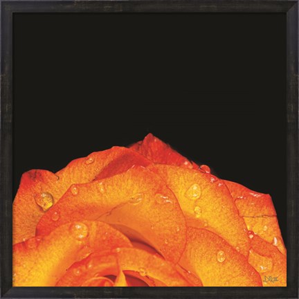 Framed Orange Petals Print