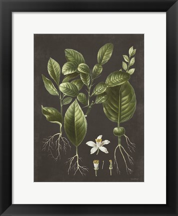 Framed Citrus Botanical Print