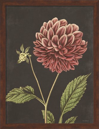 Framed Dahlia Print