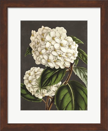 Framed Hydrangea Print