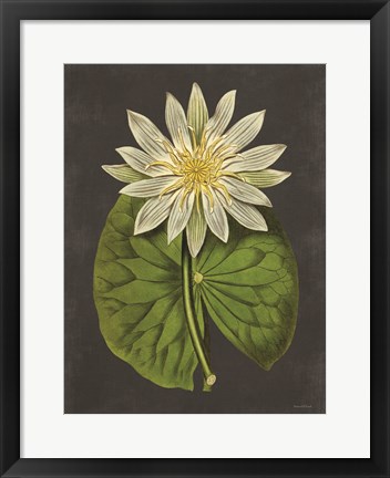 Framed Lily Print