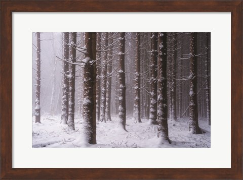 Framed Red Woods Print