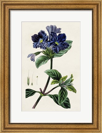 Framed Antique Floral Folio IV Print