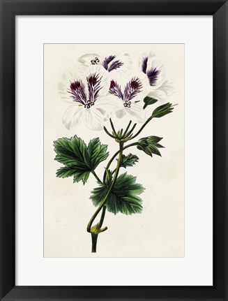 Framed Antique Floral Folio IX Print