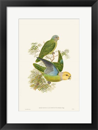 Framed Lime &amp; Cerulean Parrots I Print