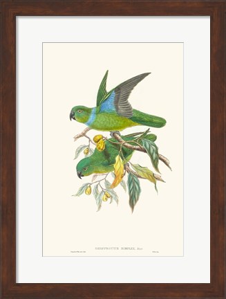 Framed Lime &amp; Cerulean Parrots II Print