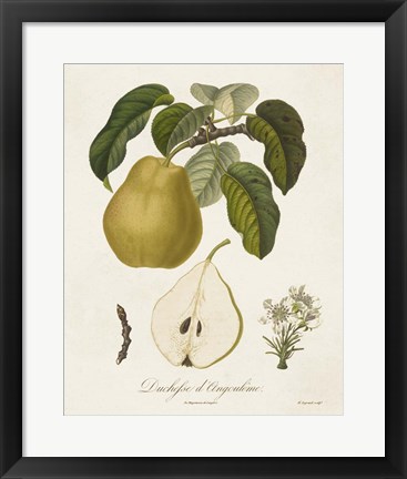 Framed Vintage Pears I Print