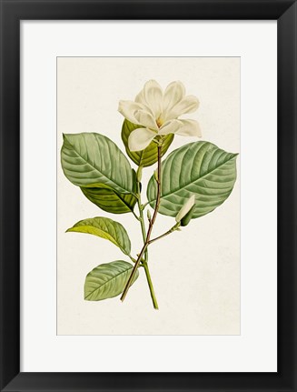 Framed Magnolia Flowers I Print