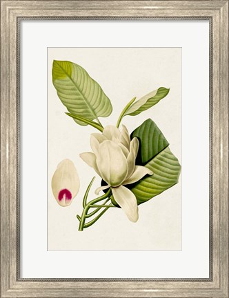 Framed Magnolia Flowers II Print