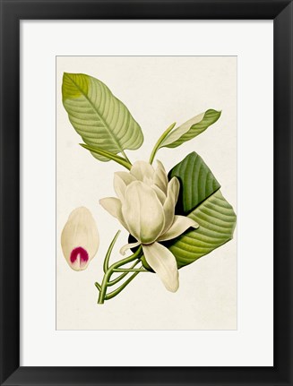 Framed Magnolia Flowers II Print