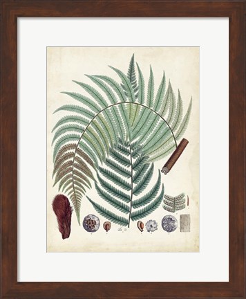 Framed Collected Ferns I Print