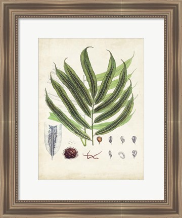 Framed Collected Ferns III Print
